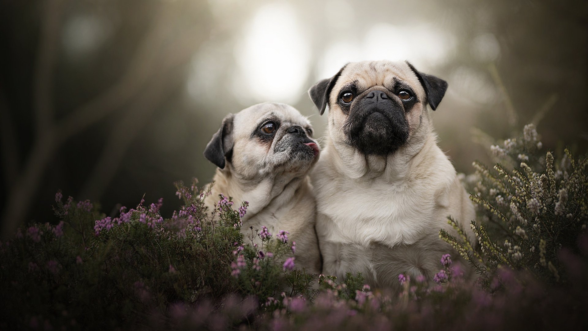 爱游戏综合娱乐-_凯尔特人高效防守，零封对手表现亮眼_，凯尔特人的防守