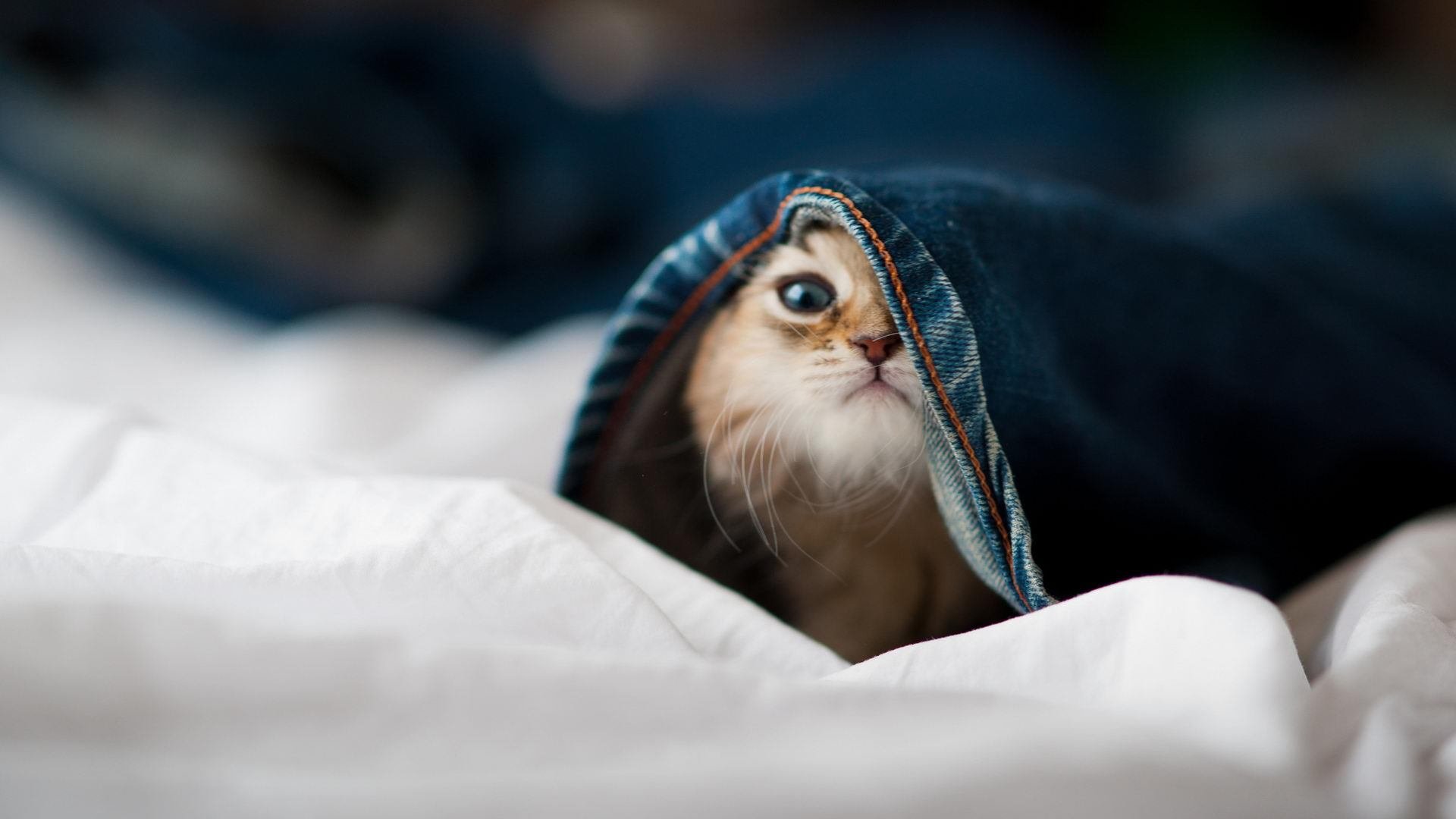 “未来导师”青少年篮球培训师专项研修在上海成功举行，提升教练专业素养