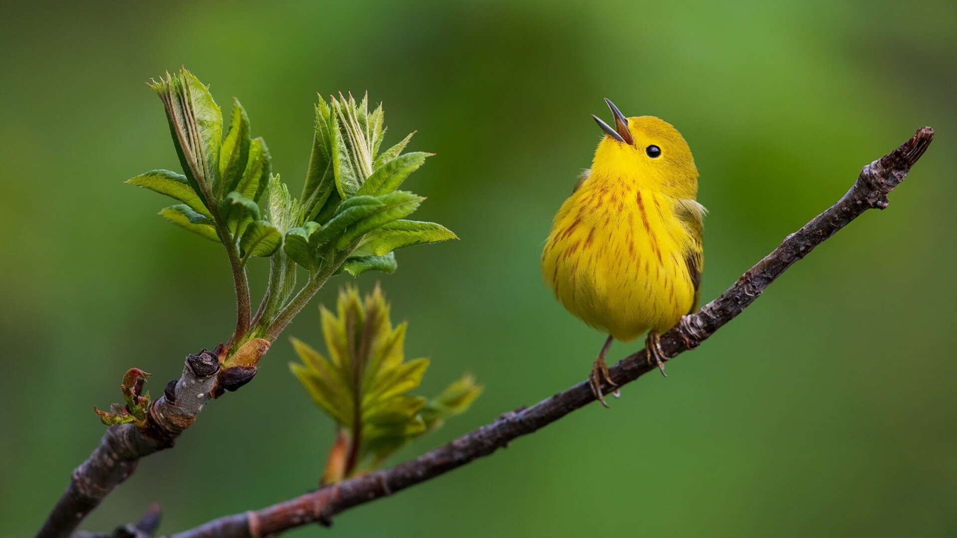 爱游戏体育app-圣保罗后卫卢卡斯·贝拉尔多在南美杯中表现抢眼，吸引关注，贝拉卢卡斯是什么电影